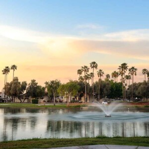 palm trees around the lake