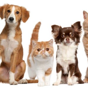 cats and dogs